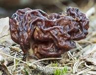Frühjahrslorchel, Foto 53