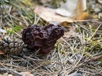 Frühjahrslorchel, Foto 55