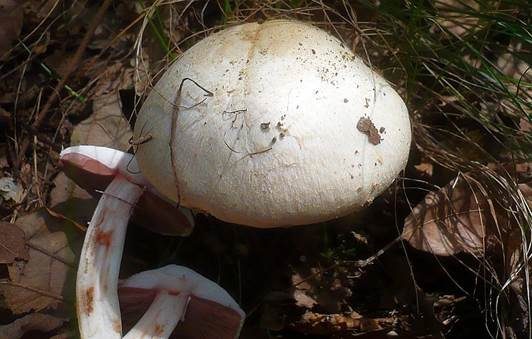 Frühlingschampignon, Foto 3