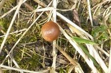 Frühlings-Glockenschüppling, Foto 12