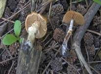 Frühlings-Glockenschüppling, Foto 16
