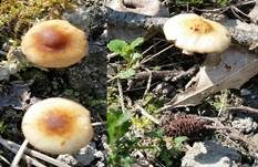 Frühlings-Glockenschüppling, Foto 27