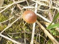Frühlings-Glockenschüppling, Foto 29