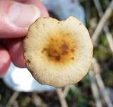 Frühlings-Glockenschüppling, Foto 33