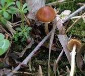 Frühlings-Glockenschüppling, Foto 34