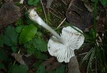 Frühlingshelmling, Foto 19