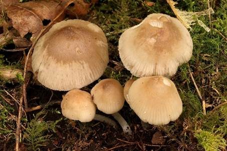 Frühlingshelmling, Foto 4