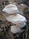 Frühlingshelmling, Foto 8