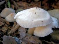 Frühlingshelmling, Foto 9