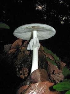 Frühlingsknollenblätterpilz, Foto 2