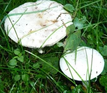 Frühlingsknollenblätterpilz, Foto 3