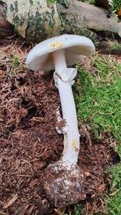 Frühlingsknollenblätterpilz, Foto 4