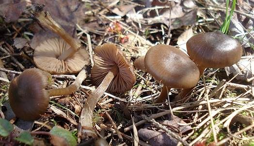 Frühlingsrötling, Foto 2