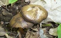 Frühlingsrötling, Foto 20
