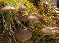 Frühlingsrötling, Foto 24