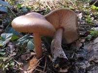 Frühlingsweichritterling, Foto 14