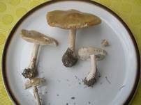 Frühlingsweichritterling, Foto 22