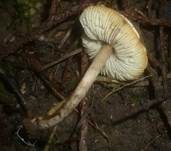 Fuchsigbrauner Schirmling, Foto 6