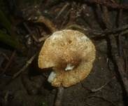 Fuchsigbrauner Schirmling, Foto 7