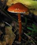 Fuchsigbrauner Schirmling, Foto 8