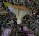 Fuchsiger Röteltrichterling, Foto 15
