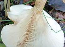 Fuchsiger Röteltrichterling, Foto 31