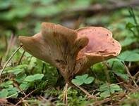 Fuchsiger Röteltrichterling, Foto 8