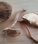 Gebuckelter Faserling, Foto 5