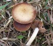 Gebuckelter Faserling, Foto 6