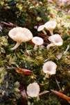 Gefalteter Nabeling, Foto 21
