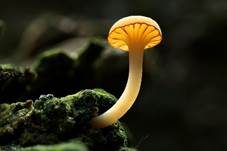 Gefalteter Nabeling, Foto 23