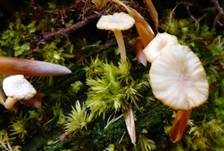 Gefalteter Nabeling, Foto 28