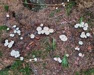 Gefleckter Rübling, Foto 13