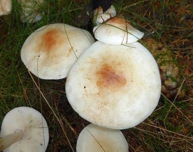Gefleckter Rübling, Foto 6
