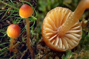Gelbblättriger Häubling, Foto 1