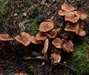 Bärtiger Ritterling, Foto 28
