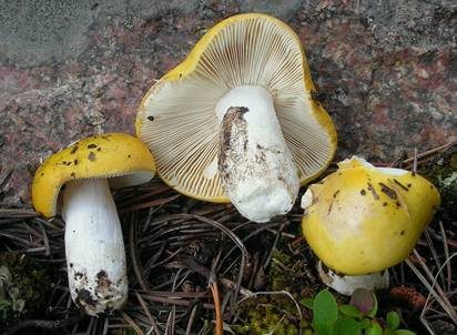 Gelber Graustieltäubling, Foto 2