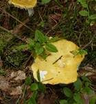 Gelber Graustieltäubling, Foto 13