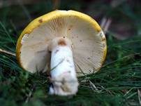 Gelber Graustieltäubling, Foto 6