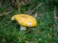 Gelber Graustieltäubling, Foto 7