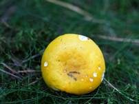 Gelber Graustieltäubling, Foto 9