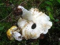 Gelber Graustieltäubling, Foto 10