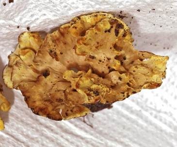 Gelber Kreiselblätterpilz, Foto 4