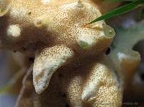 Gelber Krustenpilz, Foto 15