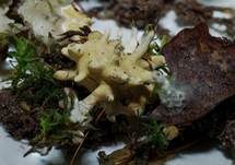 Gelber Krustenpilz, Foto 9