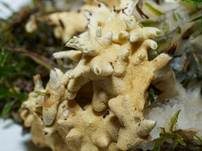 Gelber Krustenpilz, Foto 10