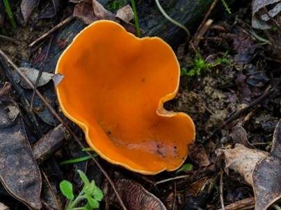 Gelber Prachtbecherling, Foto 4