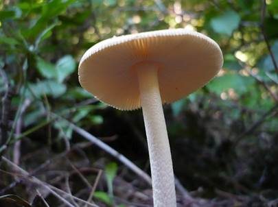 Gelber Scheidenstreifling, Foto 3