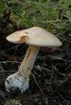 Gelber Scheidenstreifling, Foto 7