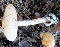 Gelber Scheidenstreifling, Foto 11
